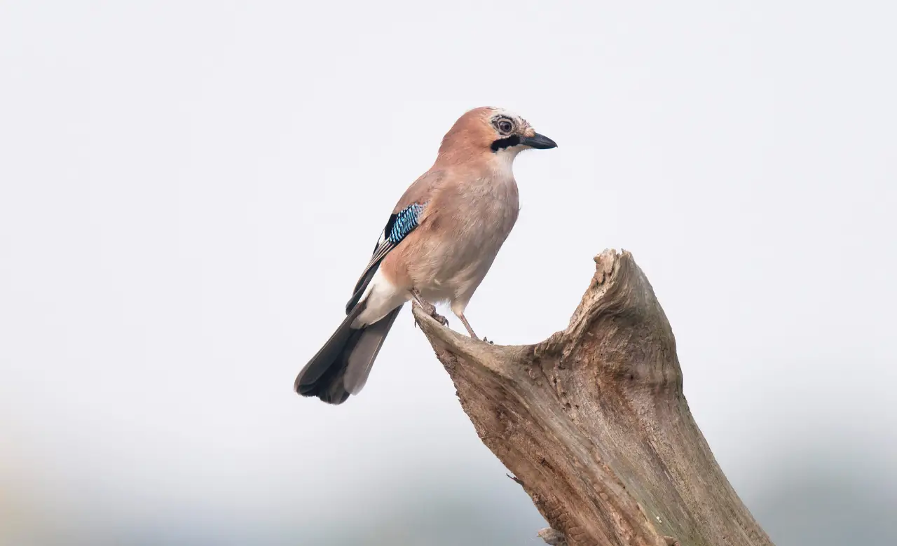 eurasian jay garrulus glandarius