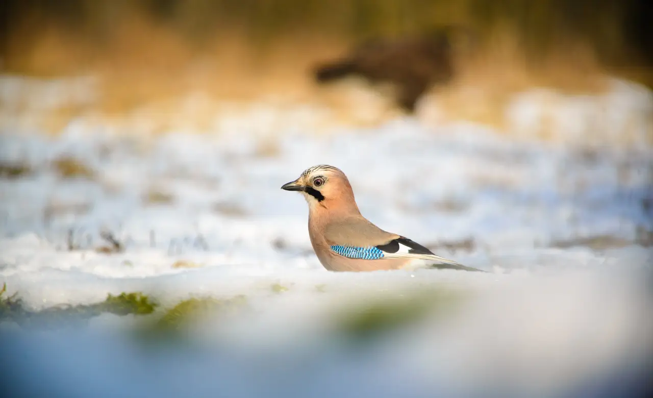 eurasian jay habitat