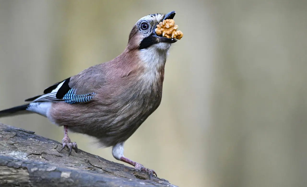 eurasian jay photo