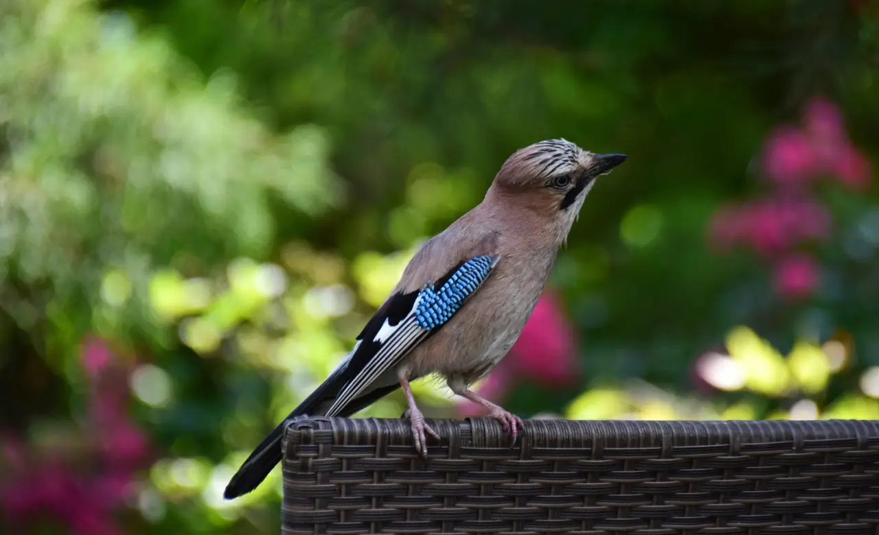 eurasian jay symbolism