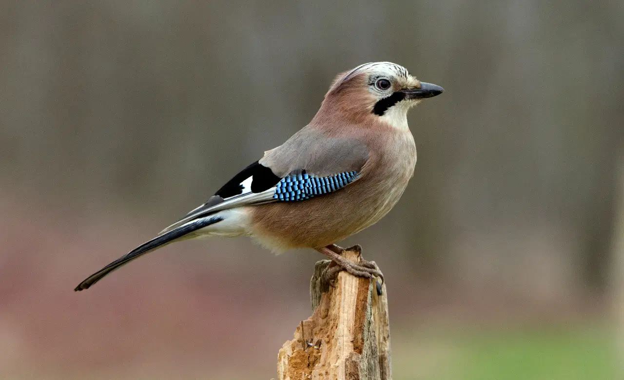 eurasian jay wings