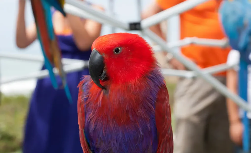 female eclectus parrot