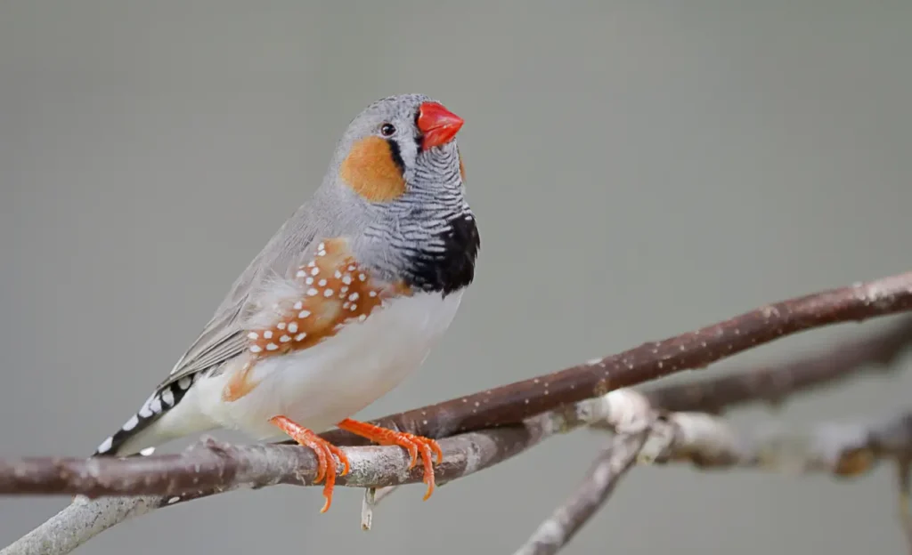 female zebra finch
