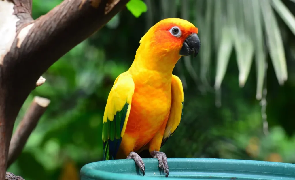 golden sun conure