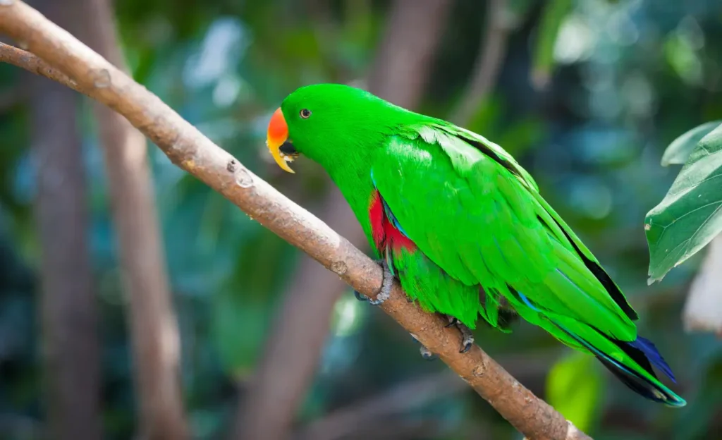 green eclectus parrot