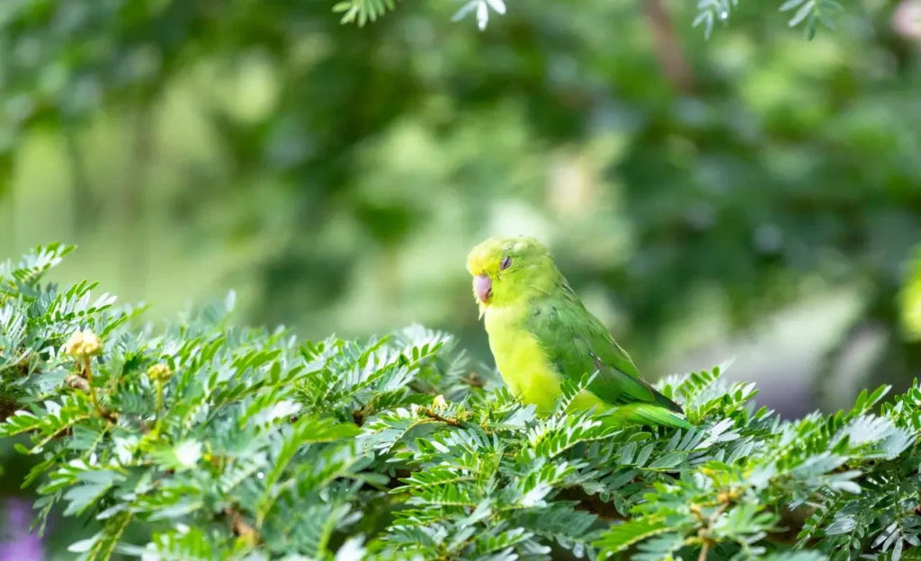 green parrotlet