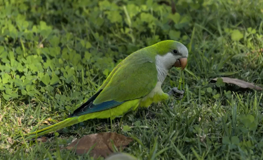 green quaker parrot