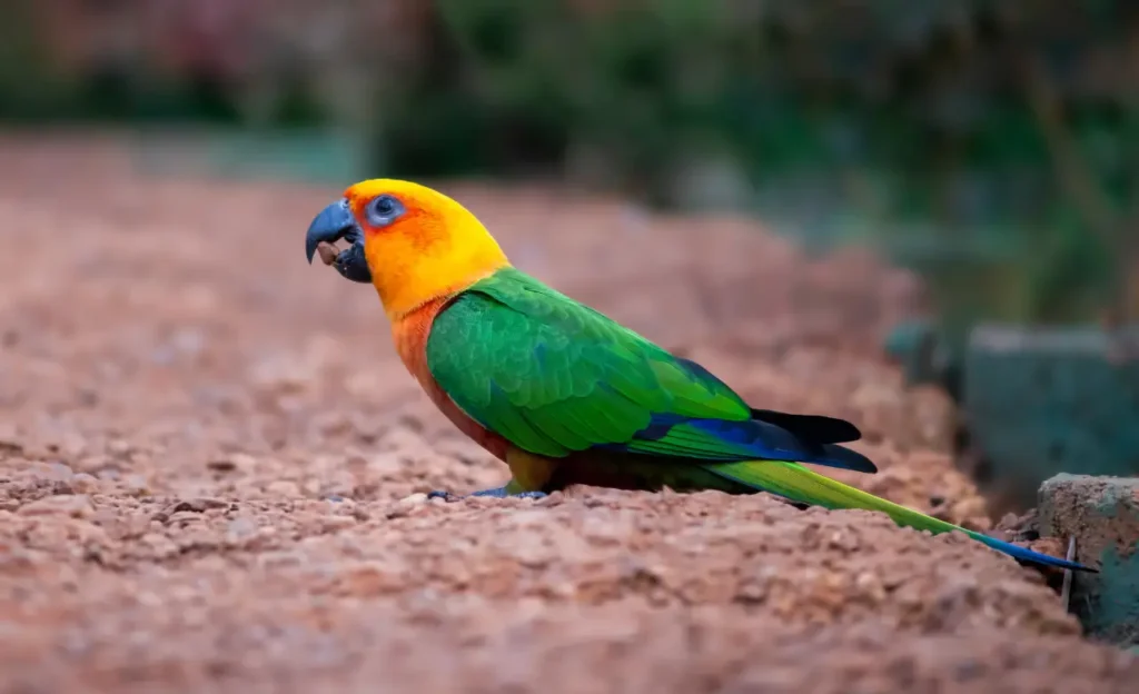 green sun conure