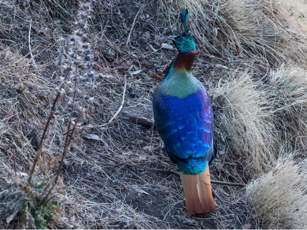 himalayan monal pheasant.
