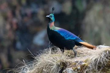 himalayan monal pheasant