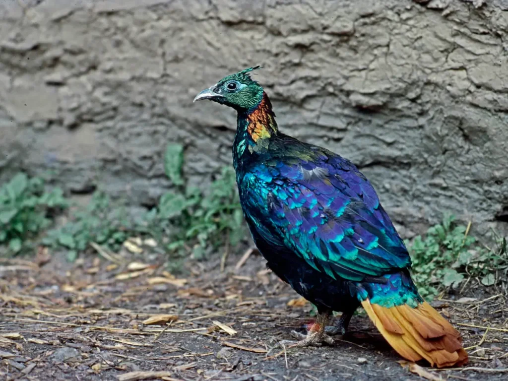 himalayan monal pheasant bird