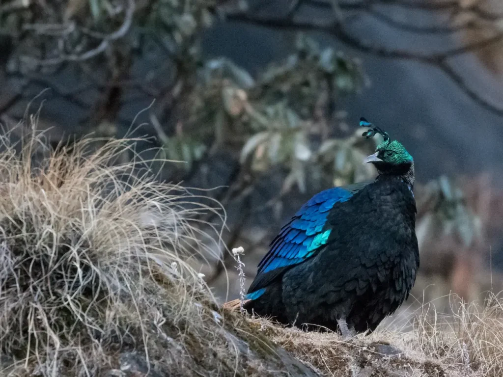 himalayan monal pheasant breeds