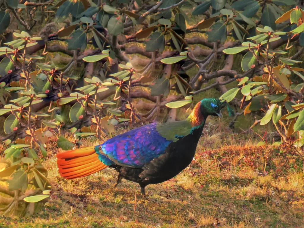 himalayan monal pheasant feathers