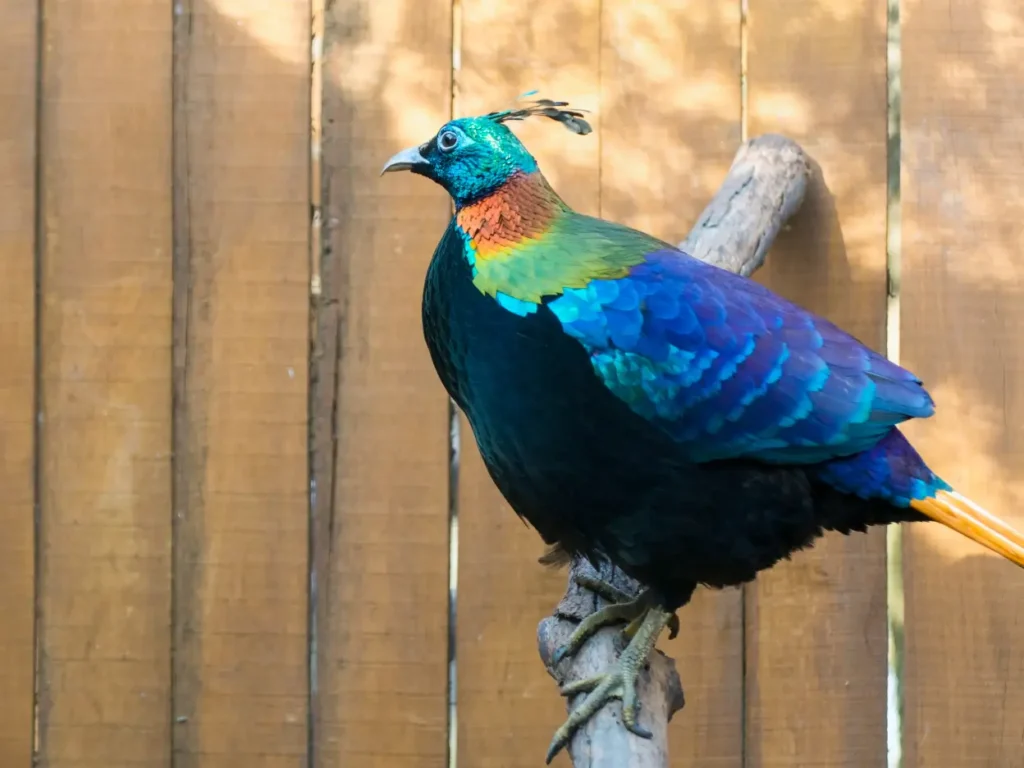 himalayan monal pheasant female