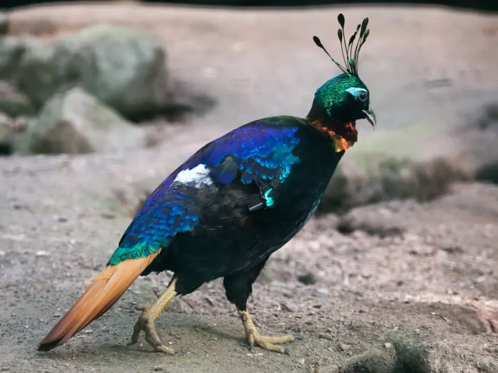 himalayan monal pheasant height