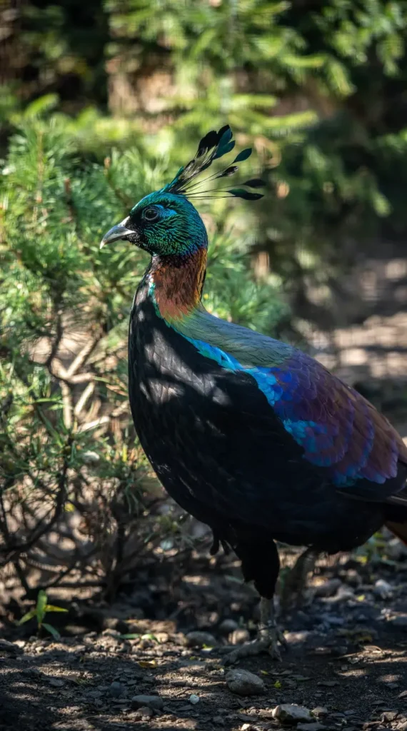 himalayan monal pheasant kevin