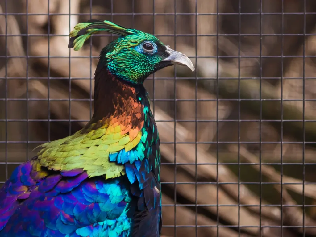 himalayan monal pheasant male