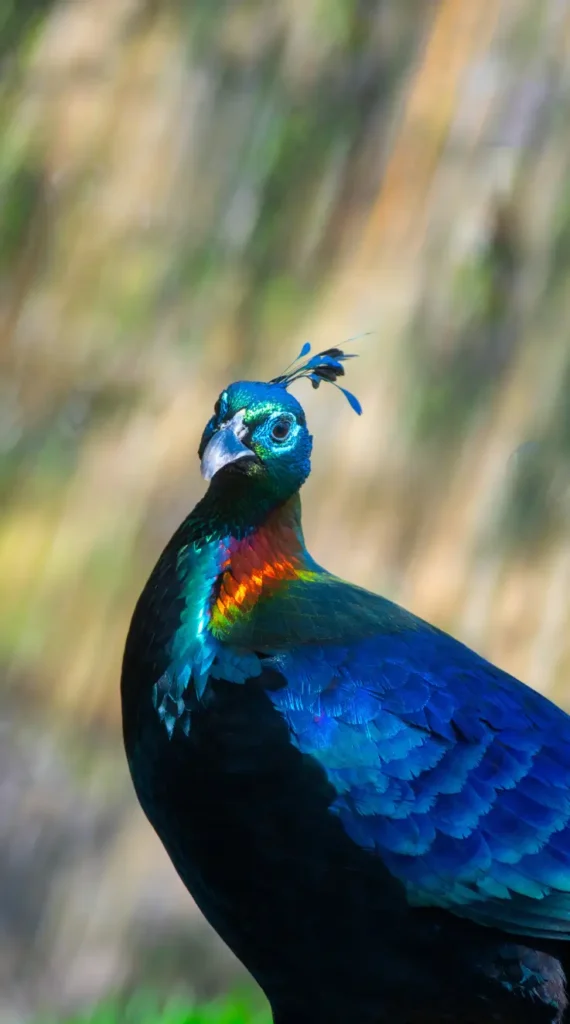 himalayan monal pheasant national bird