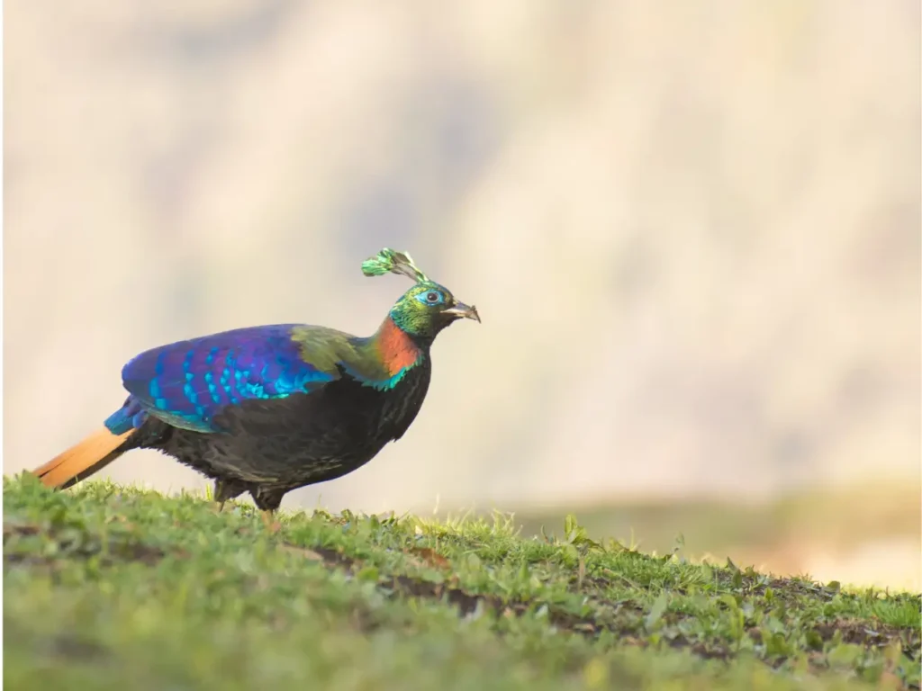himalayan monal pheasant size