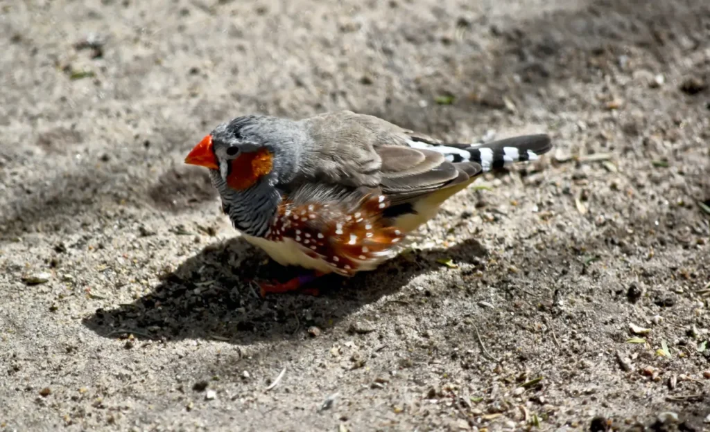 how long do zebra finches live