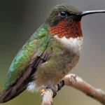 humming bird