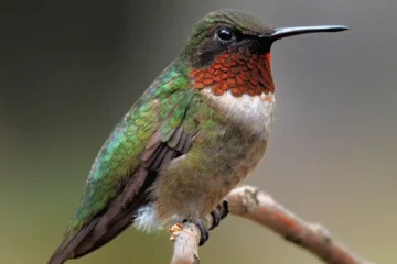 humming bird