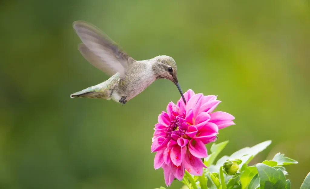 humming bird feeder
