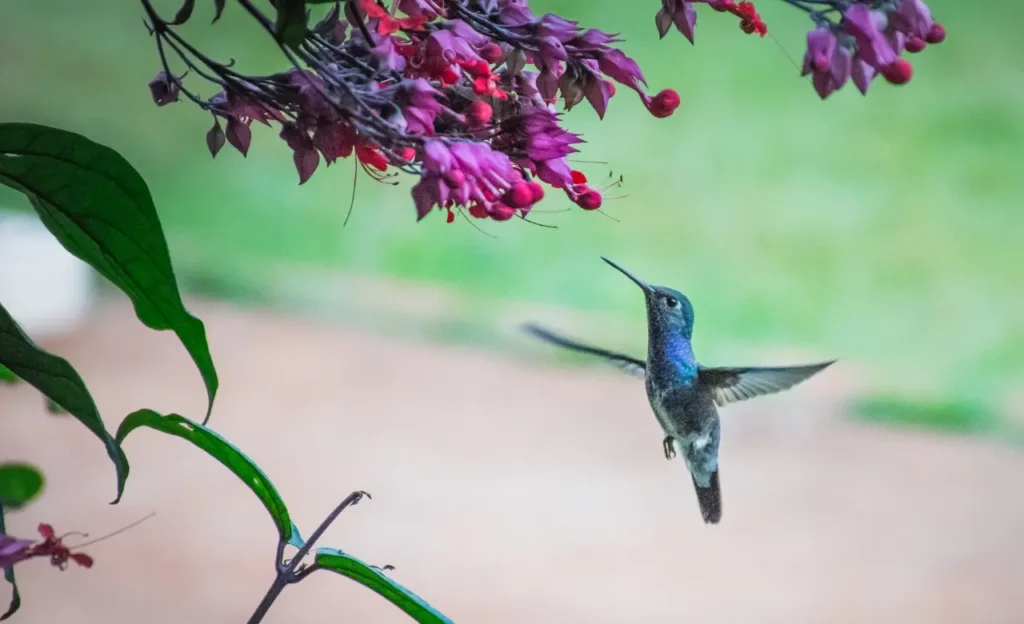 humming bird flowers