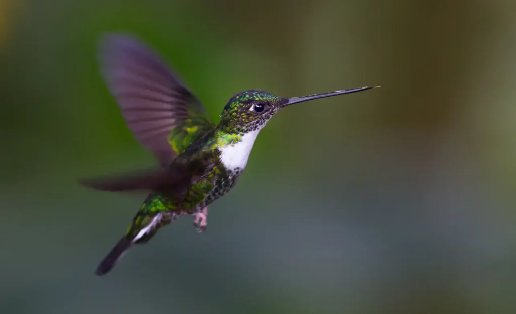 humming bird moth