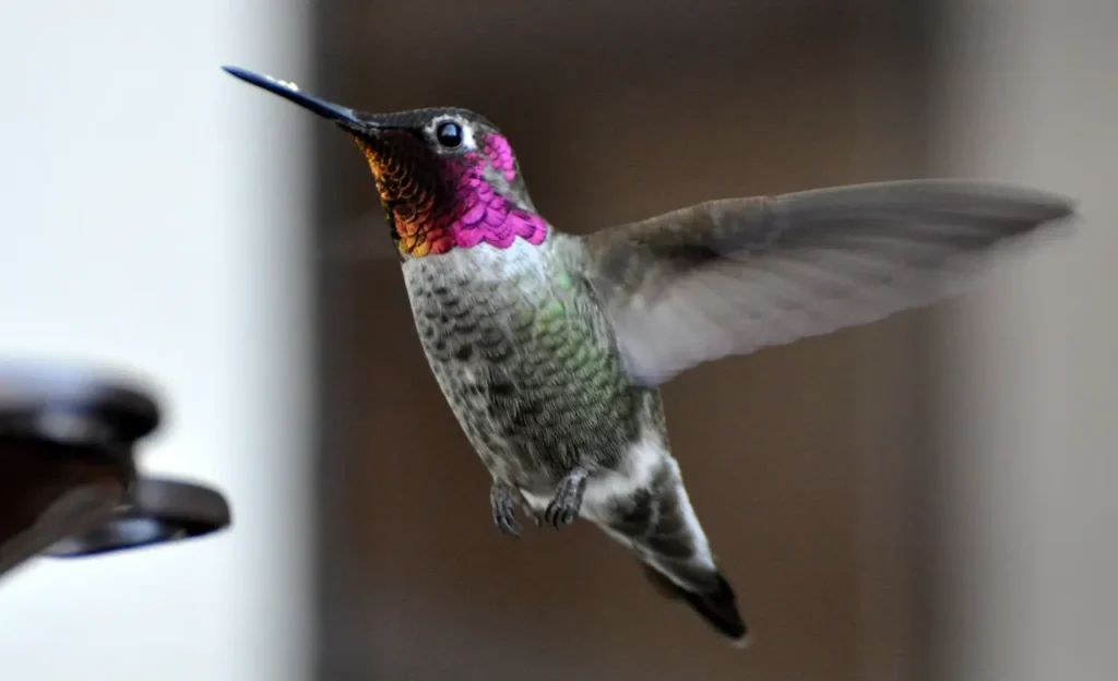 humming bird photo