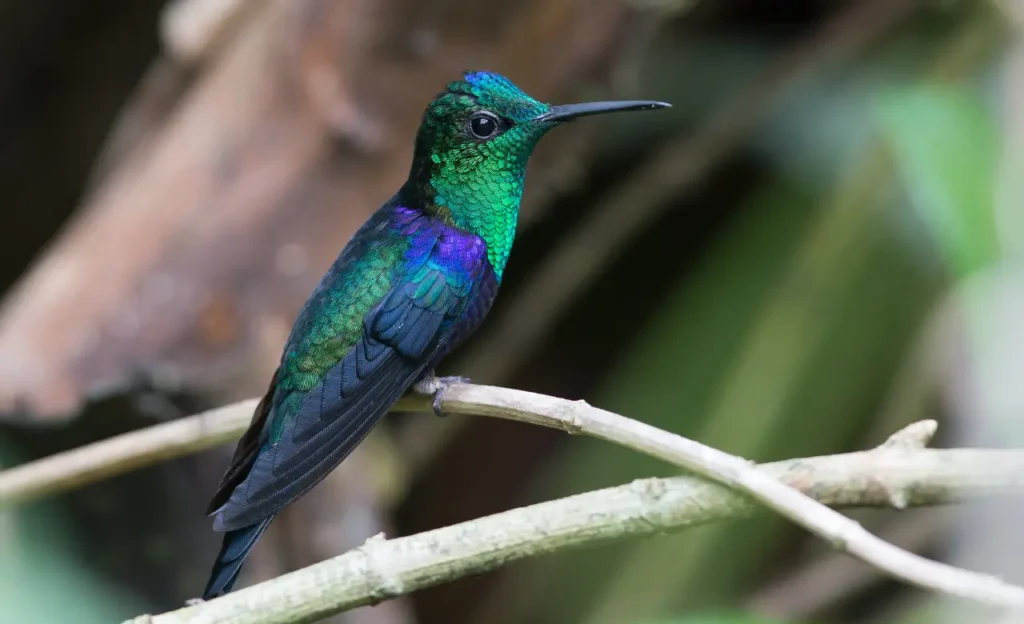 humming bird pic