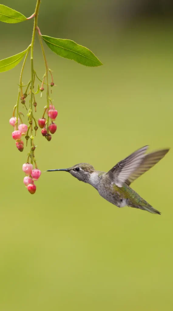 humming bird pics