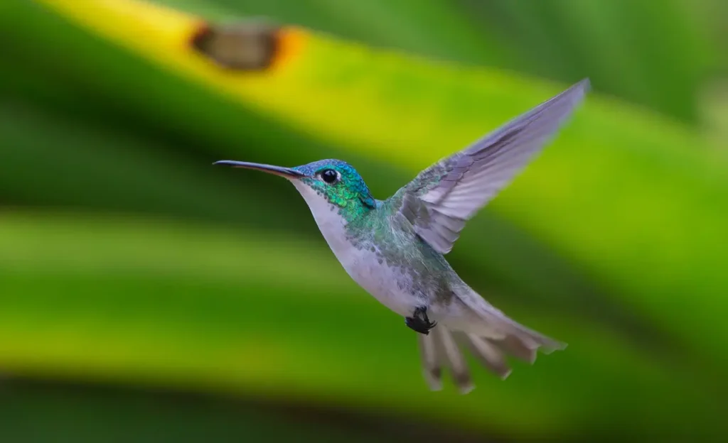humming bird size