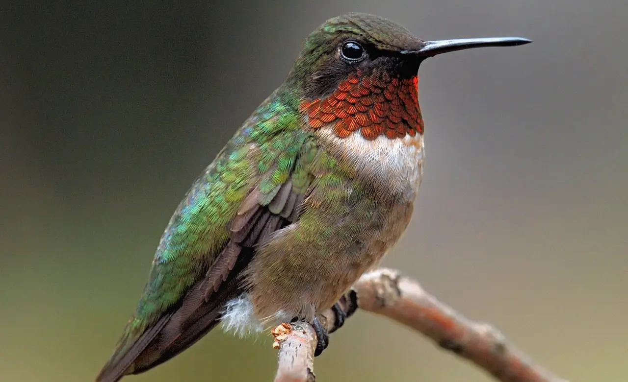 humming bird
