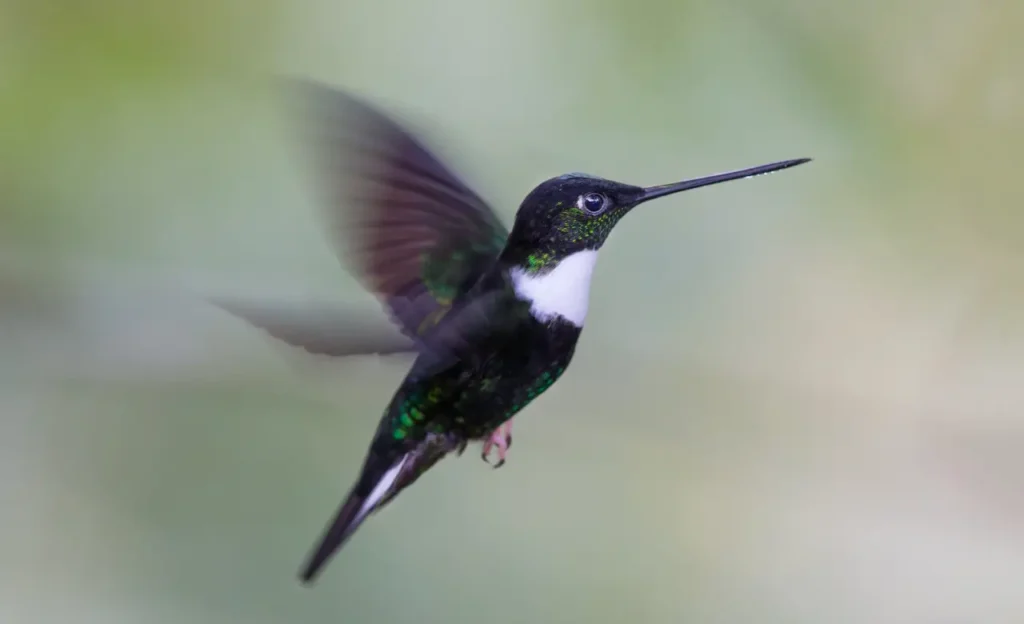 humming birds