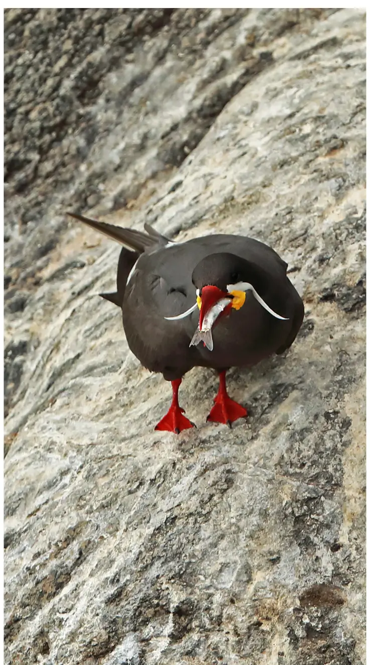 inca tern eat