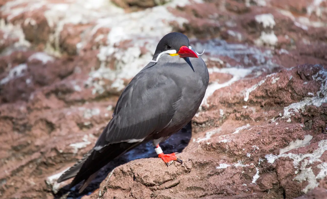 inca tern fun facts