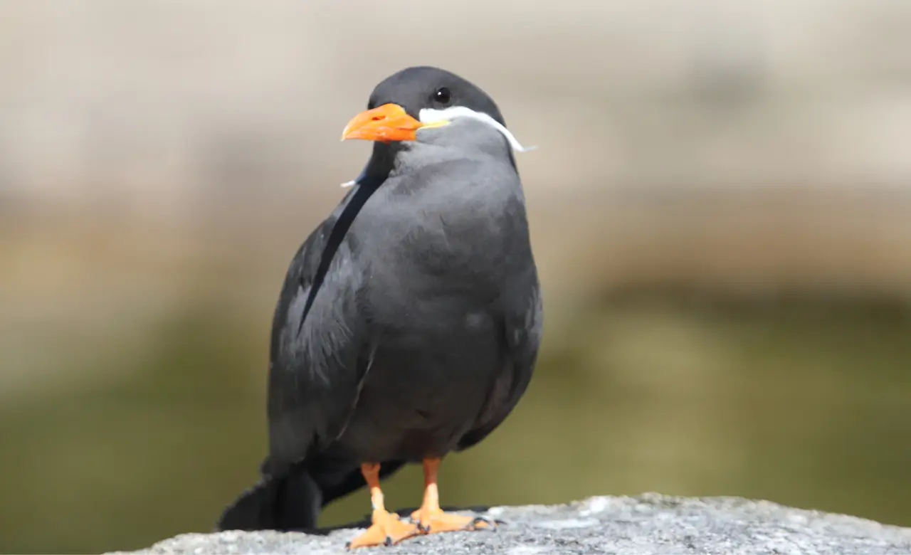 inca tern habitat