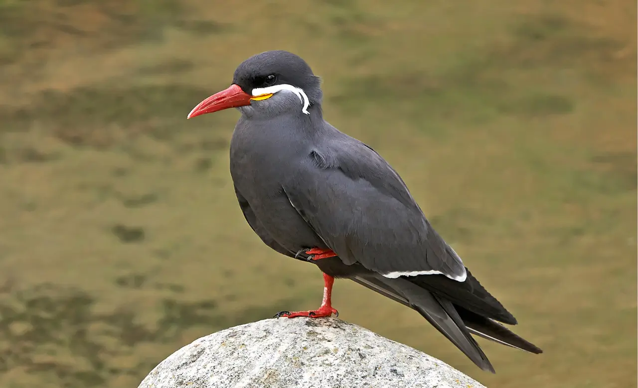 inca tern mustache