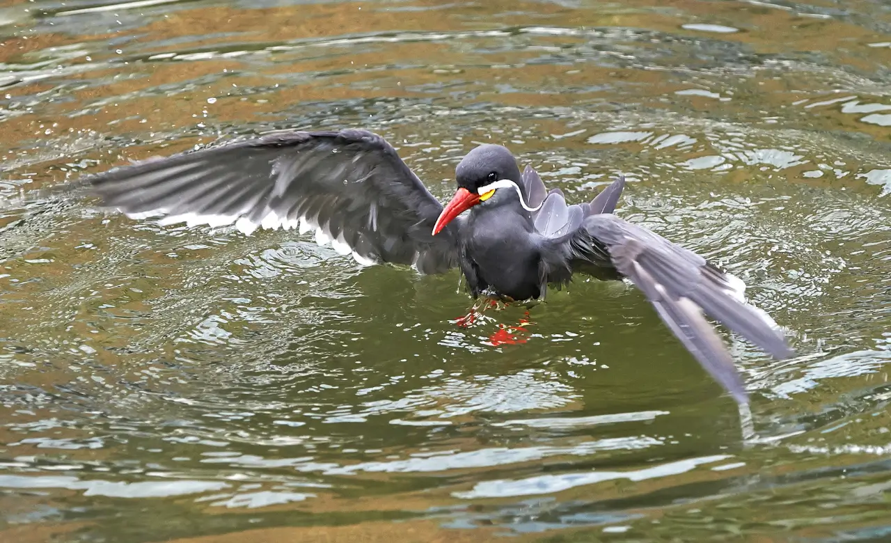 inca tern price