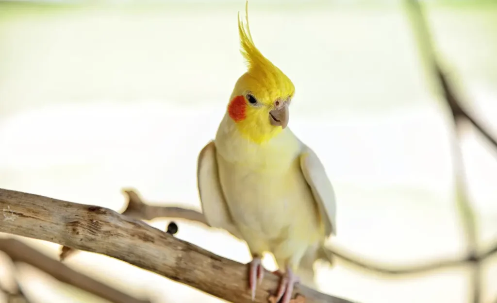 lutino cockatiel