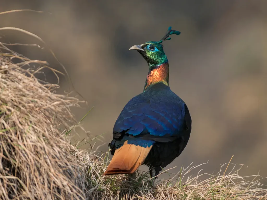 male himalayan monal pheasant