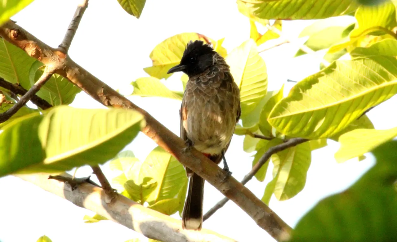 male red vented bulbul