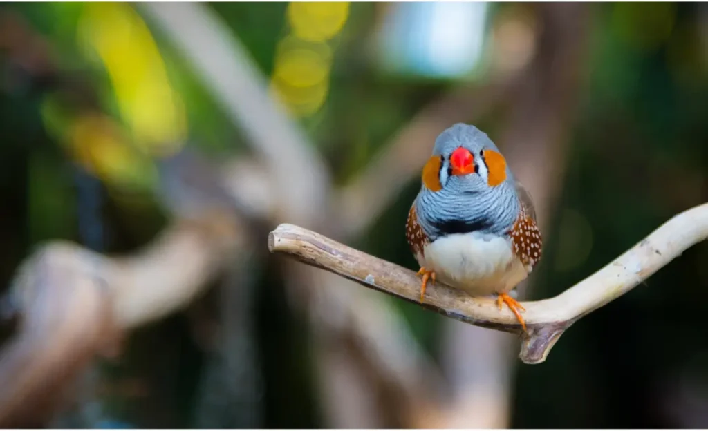 male zebra finch