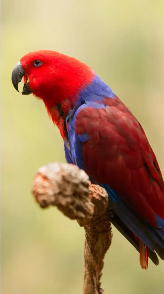 parrot eclectus