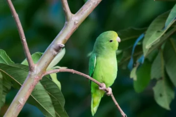 parrotlet