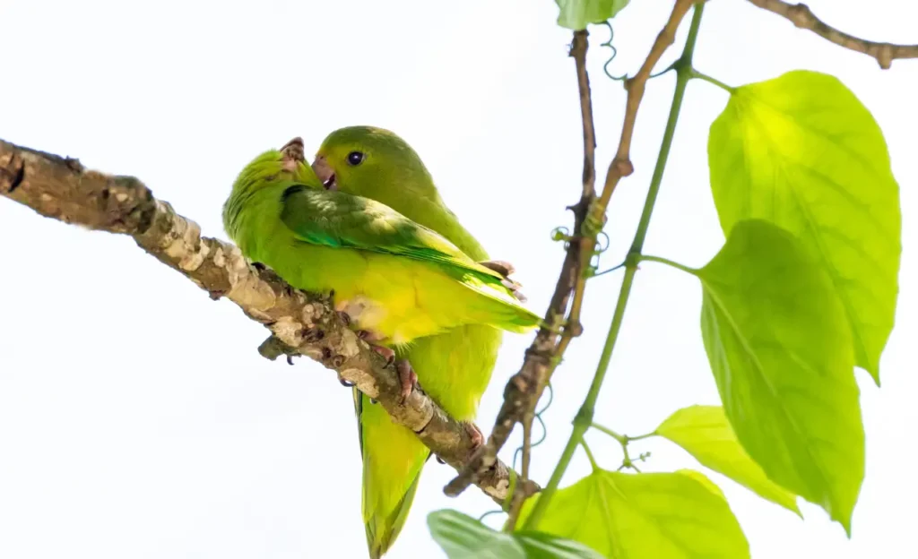 parrotlet care