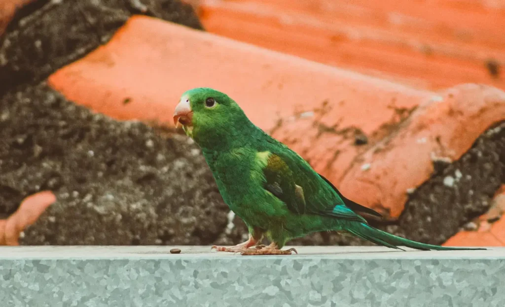 parrotlet diet