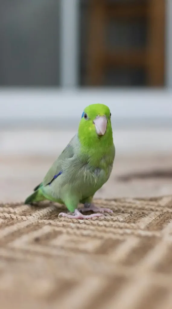 parrotlet images