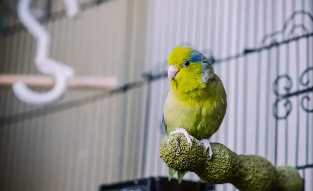 parrotlet lifespan